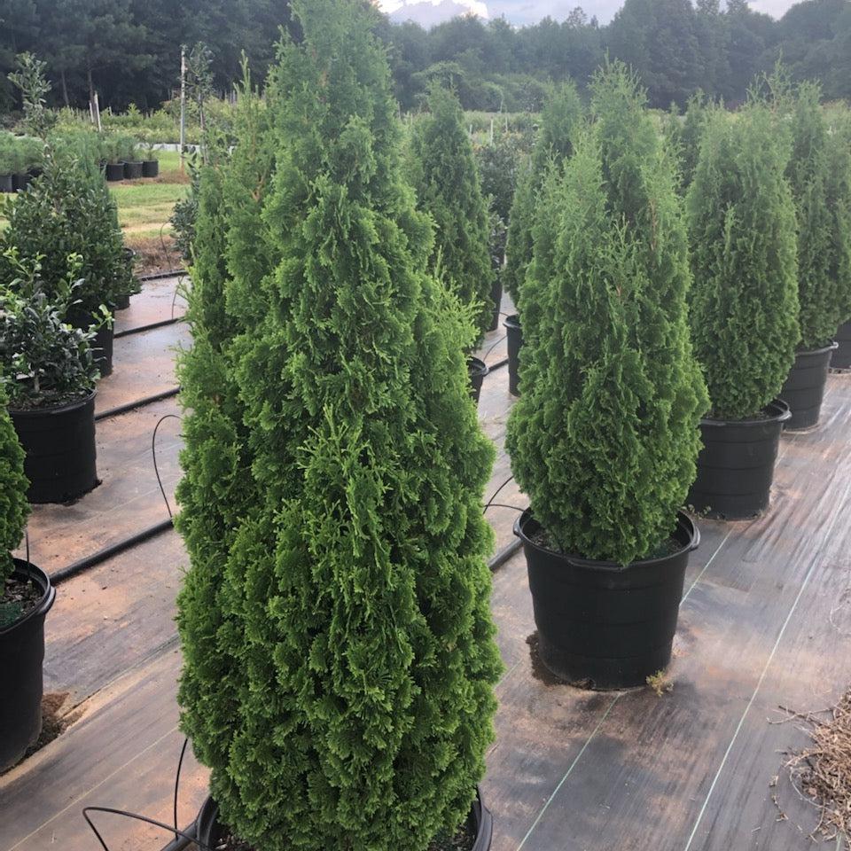 Thuja occidentalis 'Smaragd'  - Emerald Green Arborvitae