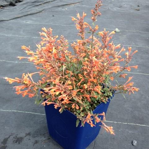 Agastache ‘Kudos Mandarin’  - Kudos™ Mandarin Hummingbird Mint, Hyssop