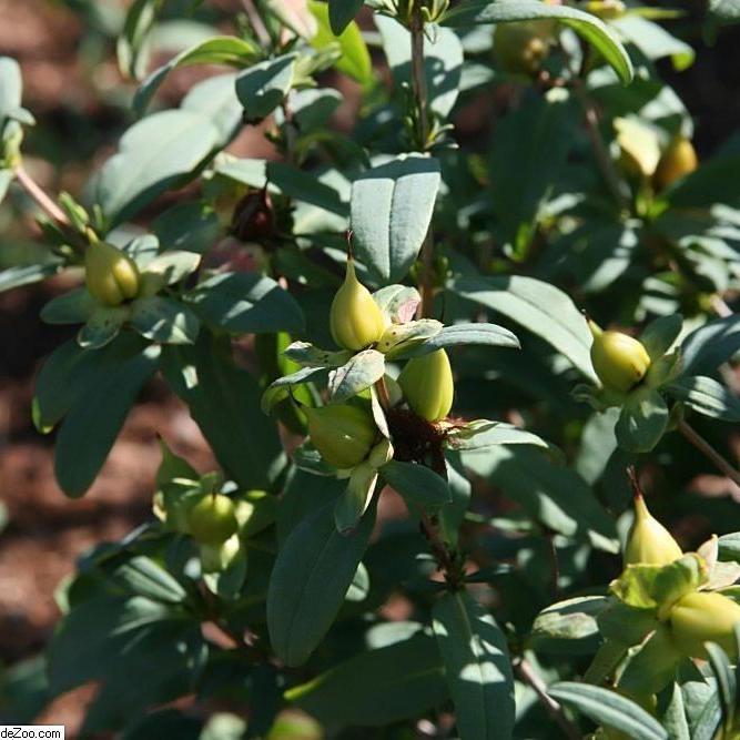 Hypericum frondosum 'Sunburst'  - Sunburst St. John's Wort
