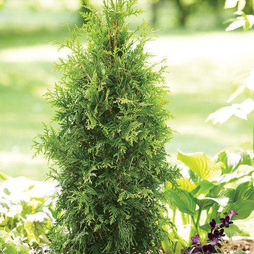 Thuja plicata 'Grovepli'  - Spring Grove® Arborvitae