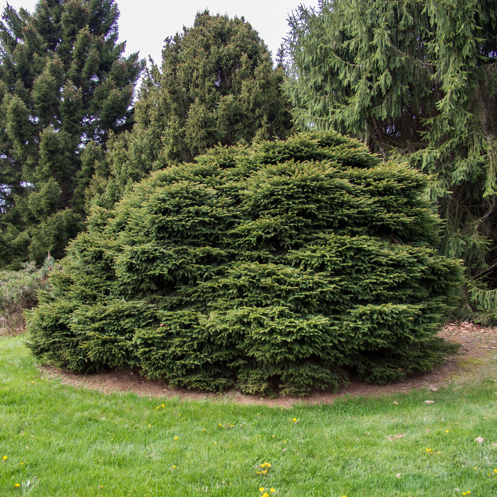 Picea abies 'Nidiformis'  - Bird's Nest Spruce