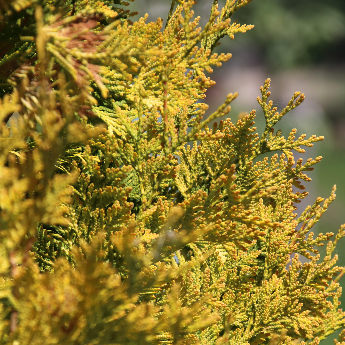 Chamaecyparis pisifera 'Vintage Gold'  - Vintage Gold Threadbranch Cypress