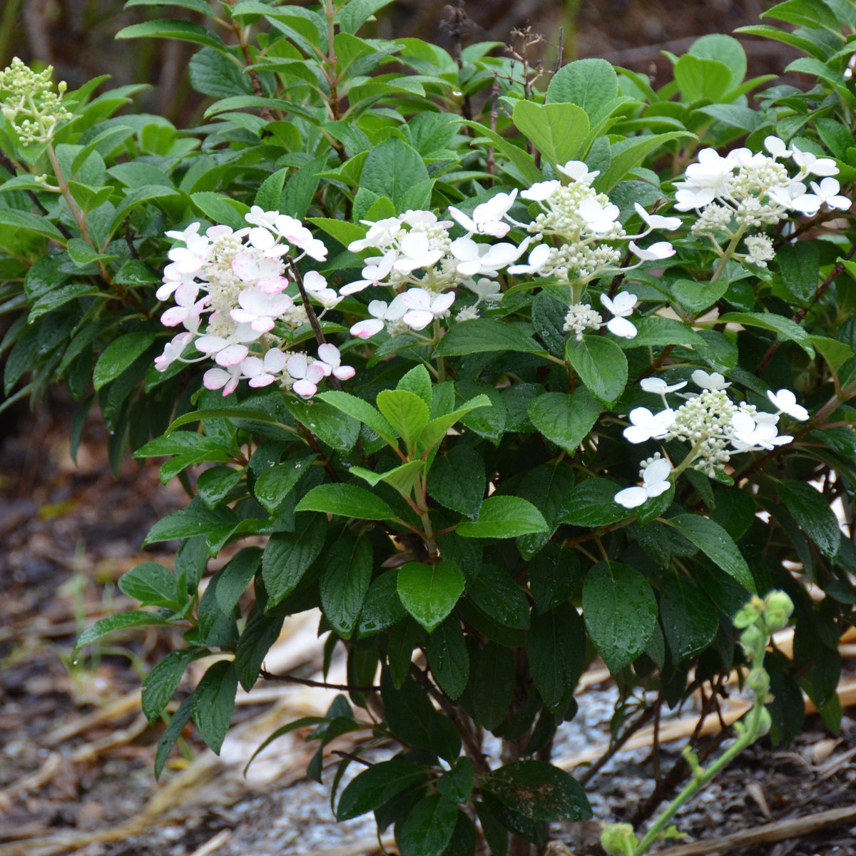 Hydrangea paniculata 'SMHPLQF'  - Little Quick Fire® Hydrangea