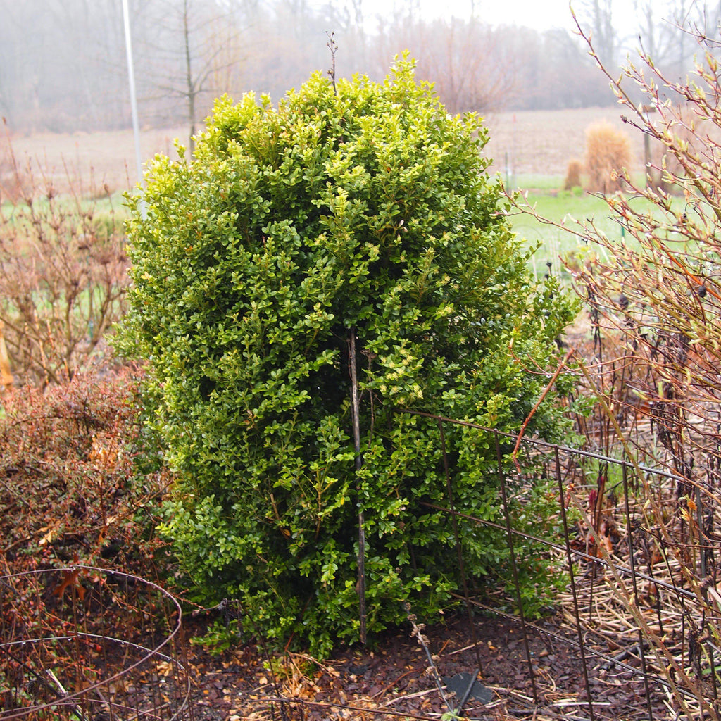 Buxus microphylla var. japonica 'Winter Gem'  - Winter Gem Boxwood