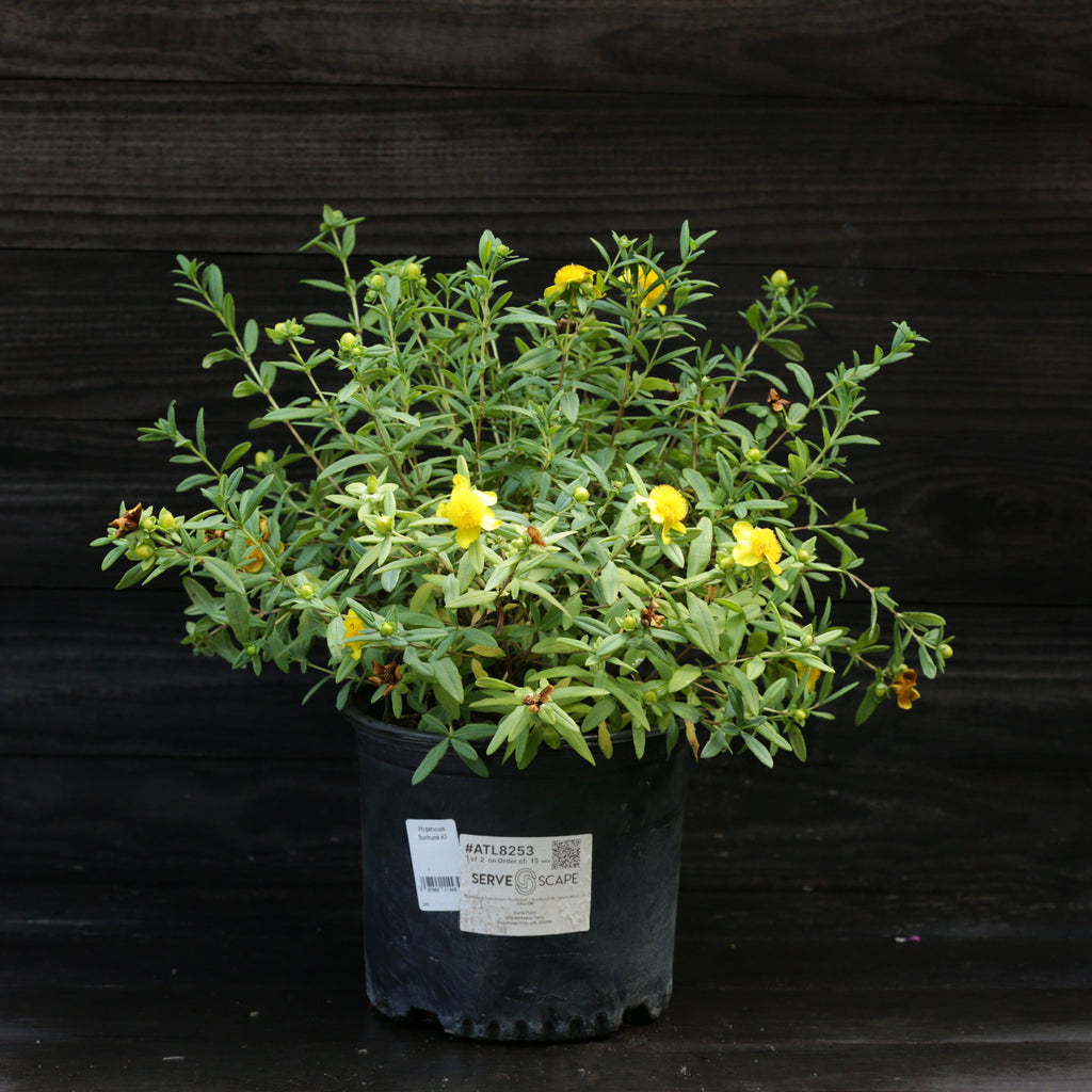 Hypericum frondosum 'Sunburst'  - Sunburst St. John's Wort