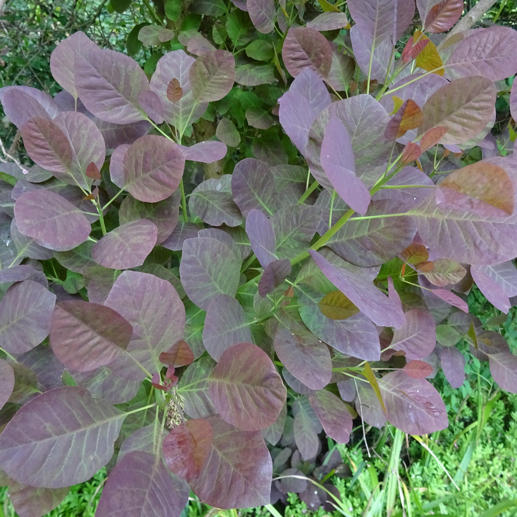 Cotinus coggygria 'Royal Purple'  - Royal Purple Smoke Tree