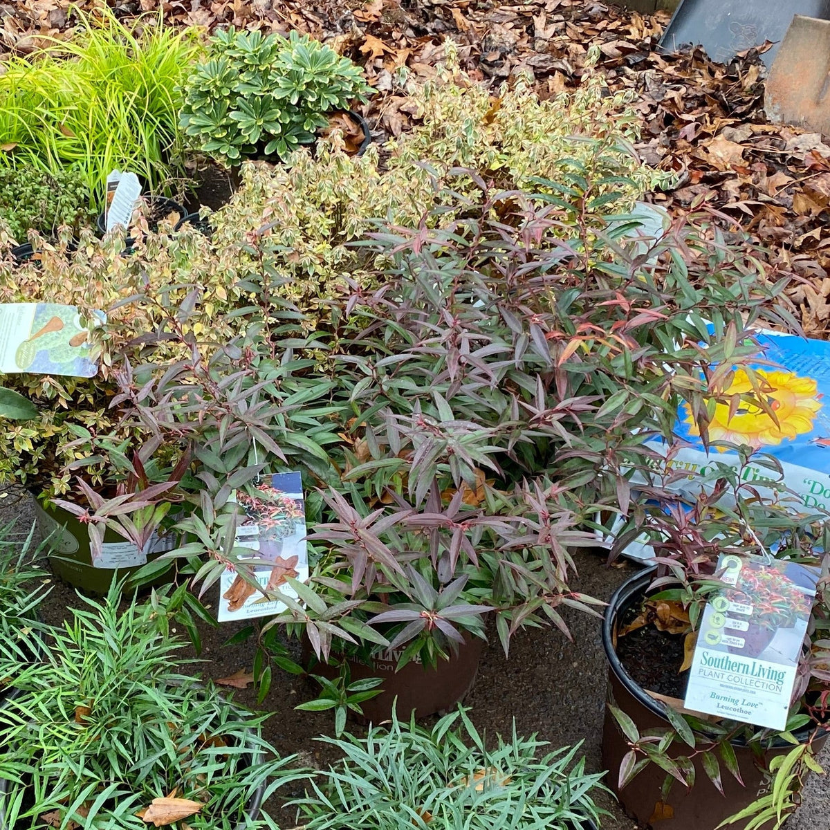 Leucothoe keiskei 'Opstal 50'  - Burning Love™ Leucothoe