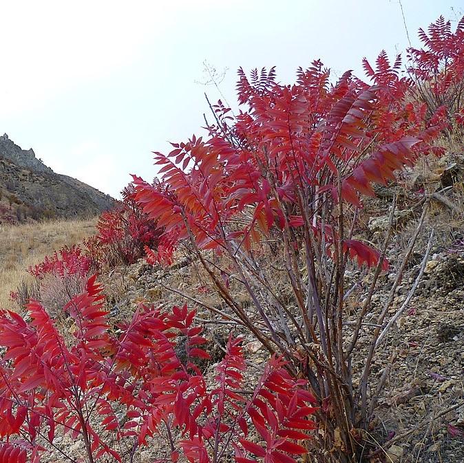 Rhus glabra  - Smooth Sumac