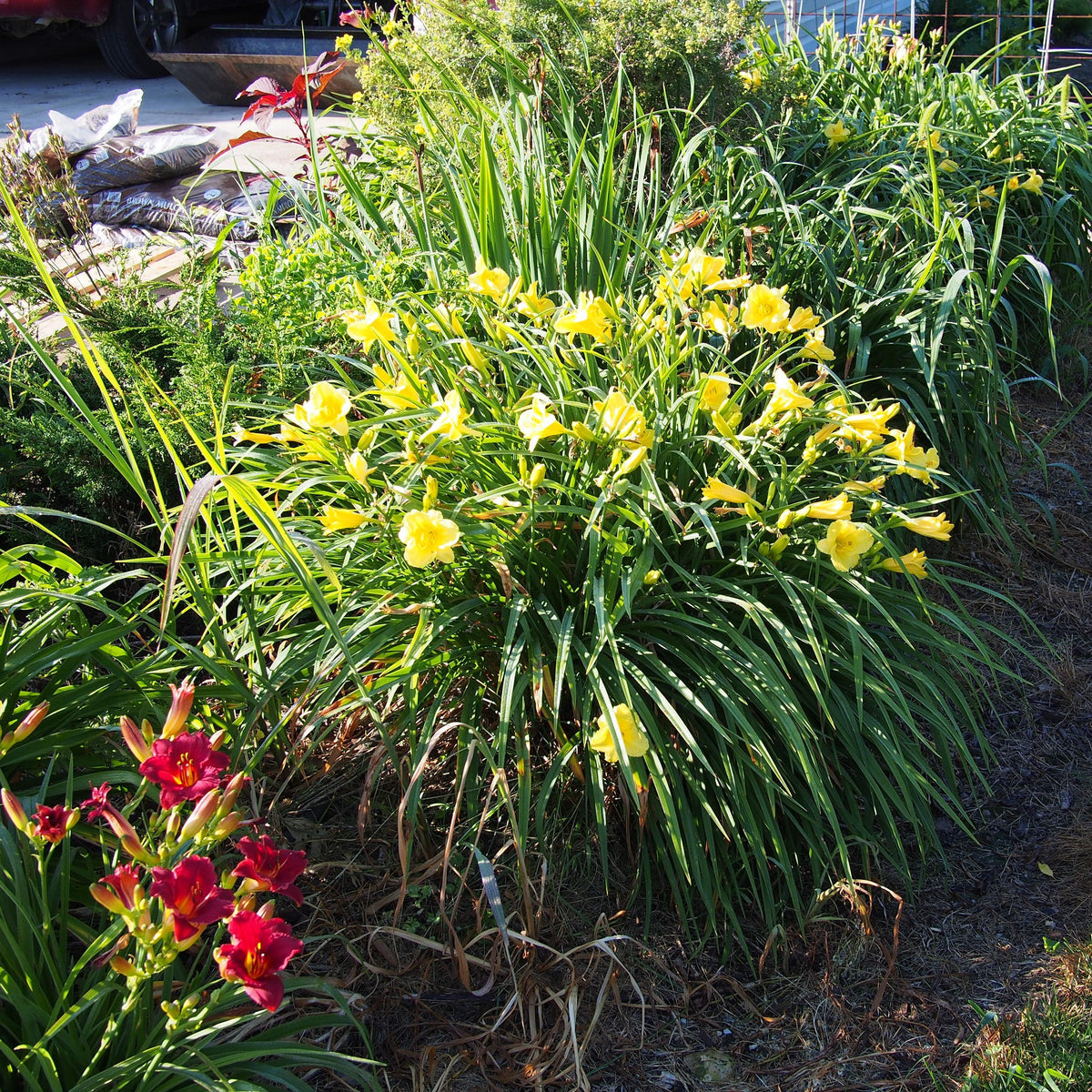 Hemerocallis 'Happy Returns'  - Happy Returns Daylily