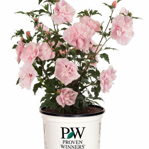 Hibiscus syriacus 'JWNWOOD4' USPP 24,336  - Pink Chiffon® Rose of Sharon