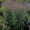 Panicum virgatum 'Apache Rose' PP29142  - Prairie Winds® Apache Rose Switch Grass