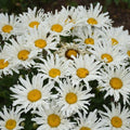 Leucanthemum superbum ’Spun Silk’  - Amazing Daisies® Spun Silk Shasta Daisy