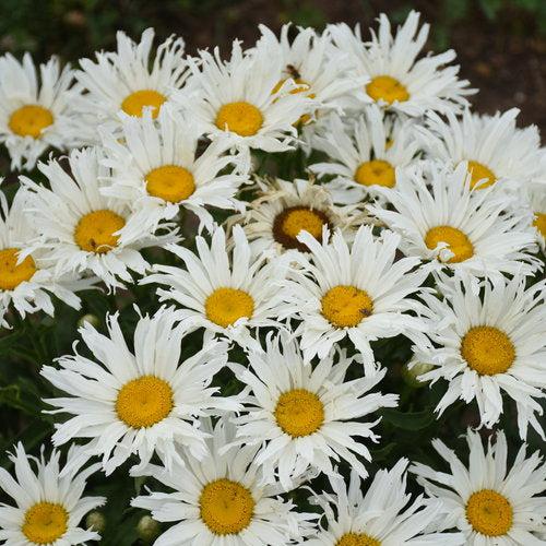 Leucanthemum superbum ’Spun Silk’  - Amazing Daisies® Spun Silk Shasta Daisy
