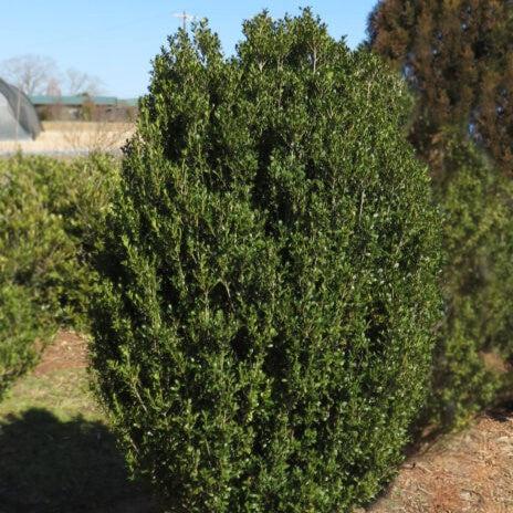 Ilex crenata 'MAD-IC-I' PP32,035  - First Editions® Chubby Hubby™ Japanese Holly