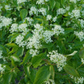 Cornus racemosa  - Gray Dogwood