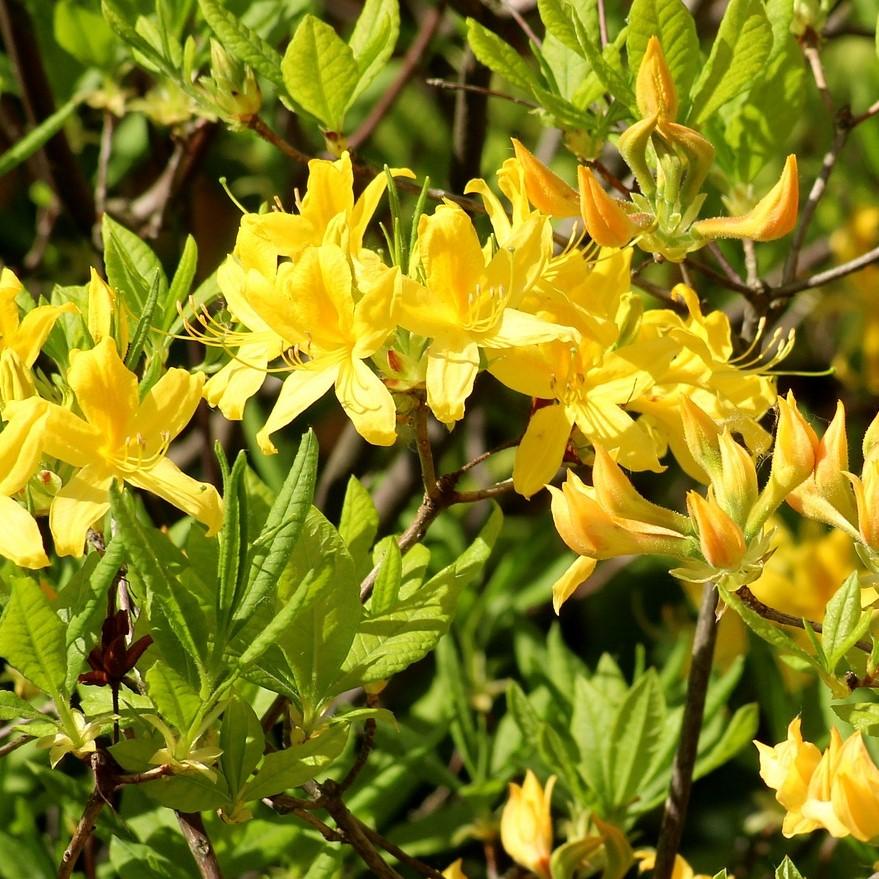 Rhododendron 'Lemon Lights'  - Lemon Lights Native Azalea