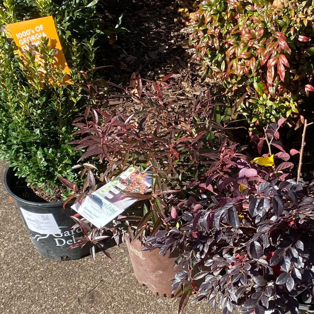 Leucothoe keiskei 'Opstal 50'  - Burning Love™ Leucothoe