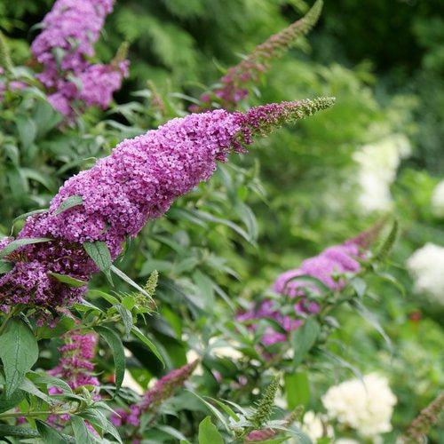 Buddleia davidii SMNBDB'  - Pugster Pinker® Dwarf Butterfly Bush