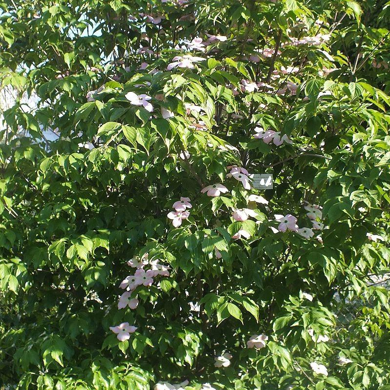 Cornus florida 'Comco No. 1'  - Cherokee Brave Dogwood