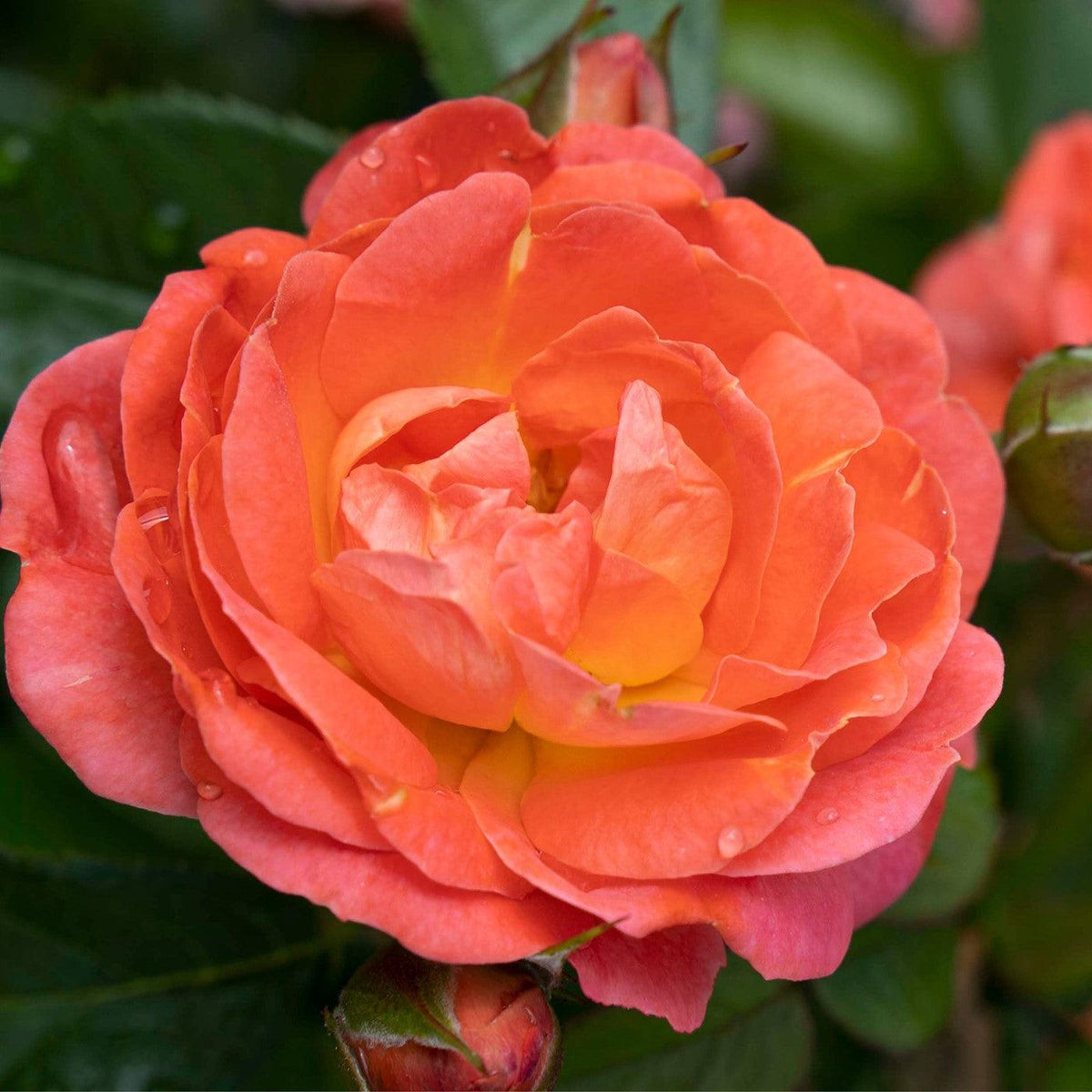 Rosa 'Radslam' PP 35,826  - Orange Glow™ Knock Out® Rose